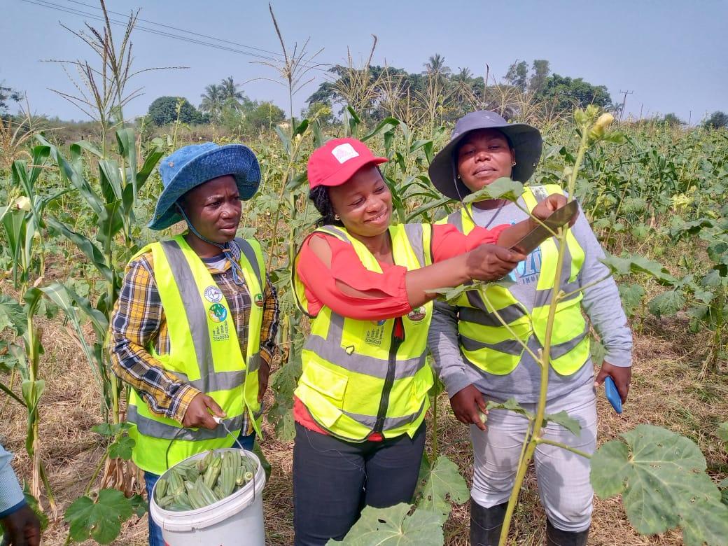 cc okra harvesting